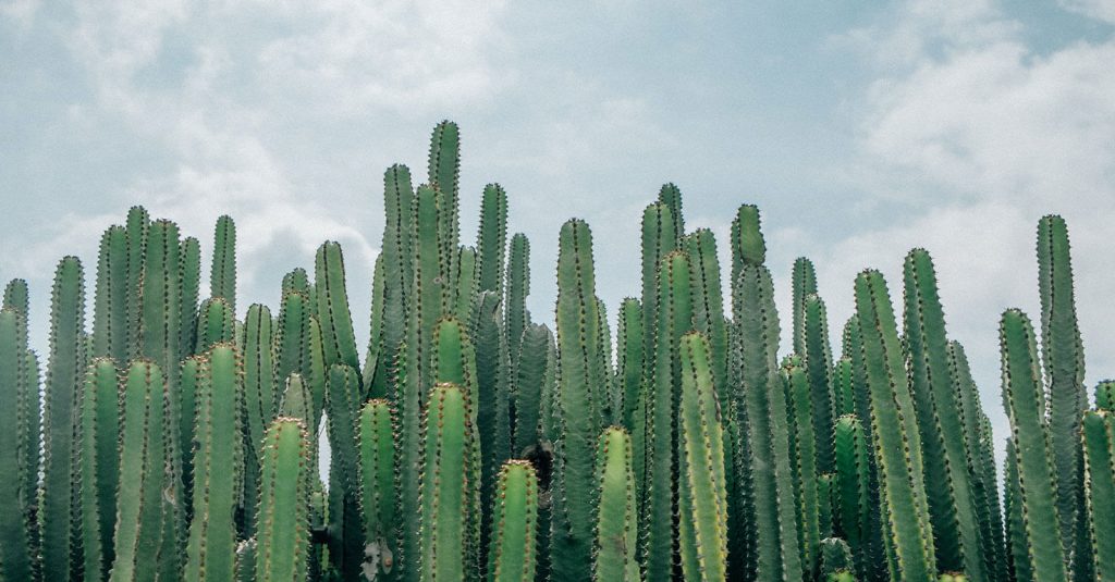 Cactus artificiales grandes