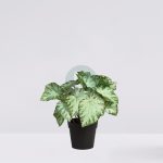 MACETA SINGONIO VARIEGATA 25CM