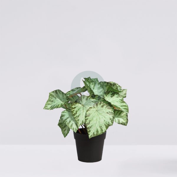 MACETA SINGONIO VARIEGATA 25CM - Imagen 1