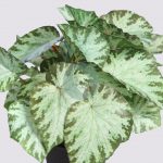 MACETA SINGONIO VARIEGATA 25CM - Imagen 2