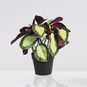 planta artificial calatea