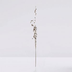 rama de piñas colgante