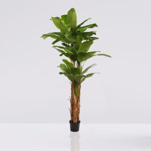 Platanero Bananero 240CM