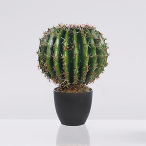 Cactus barril en maceta 35cm