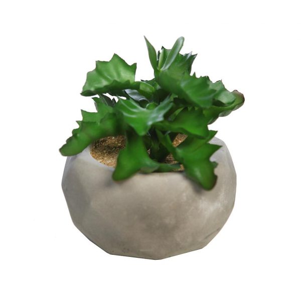 PLANTA SUCULENTA SHAVIANA EN MACETA DE CEMENTO 12CM - Imagen 1