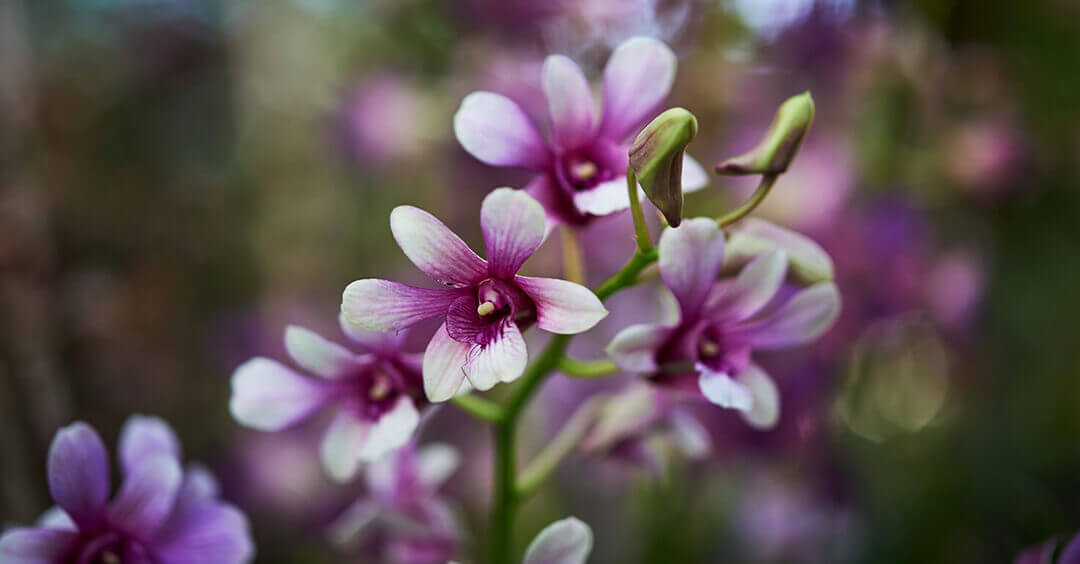 Orquídeas artificiales