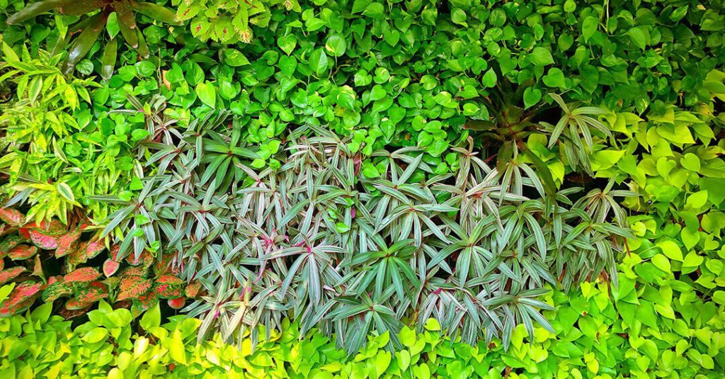 pared de plantas artificiales