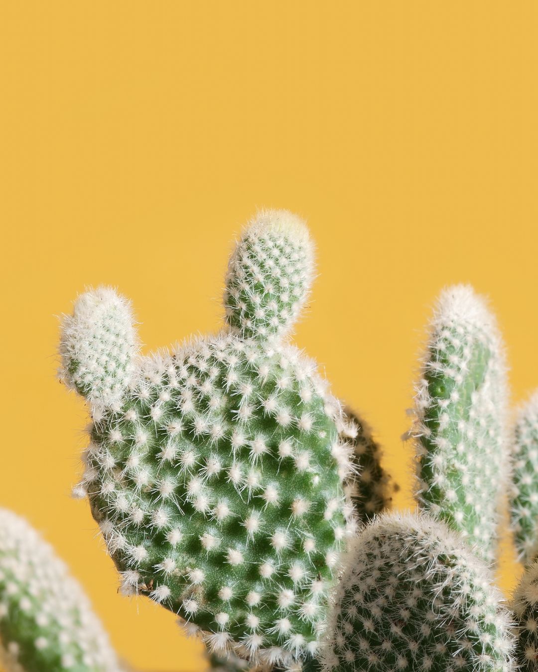 Cactus Artifical para decorar cualquier rincón de tu hogar o oficina