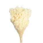 POMO BROOM 100 GR 50CM
