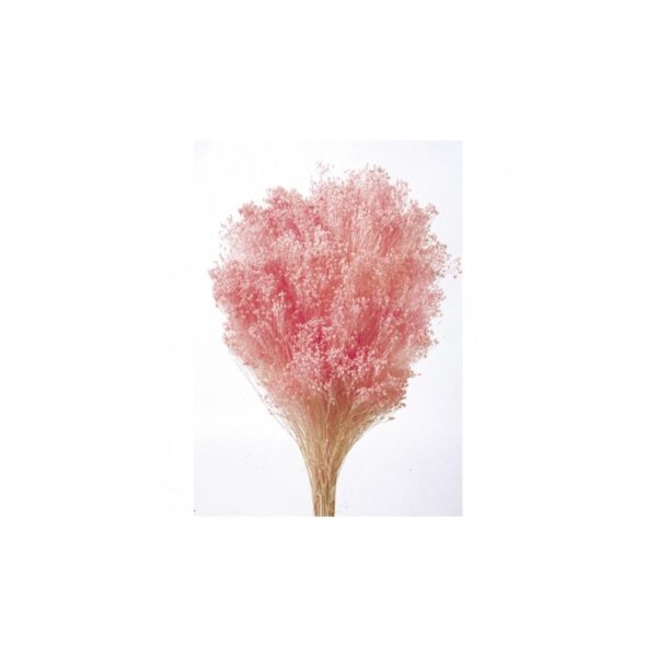 BROOMS PRESERVADO - Imagen 1