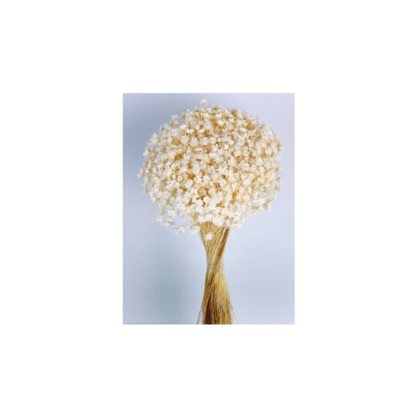 POMO GLIXIA - Imagen 1