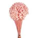 POMO GLIXIA - Imagen 2