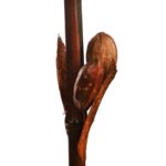 CAÑA DE BAMBU CON FRUTOS 200CM - Imagen 3