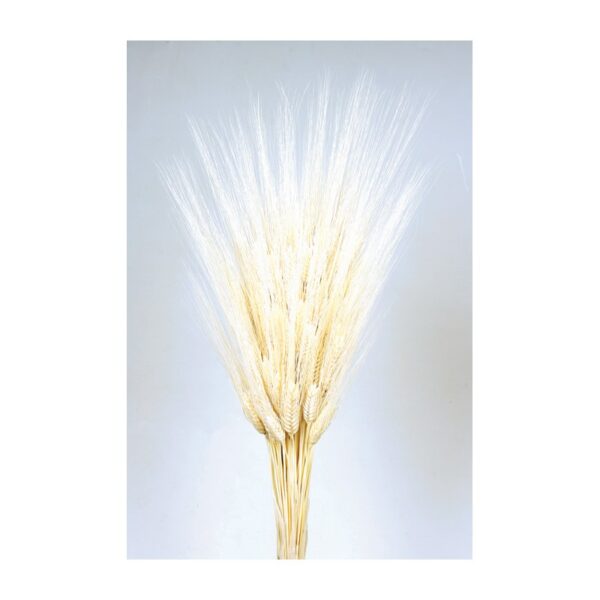 046.00_0 POMO TRITICUM 80CM - Imagen 1