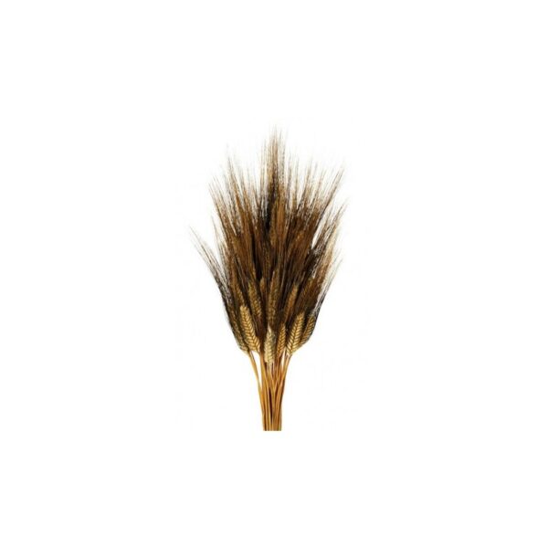 POMO TRIGO RASPA OSCURA - Imagen 1