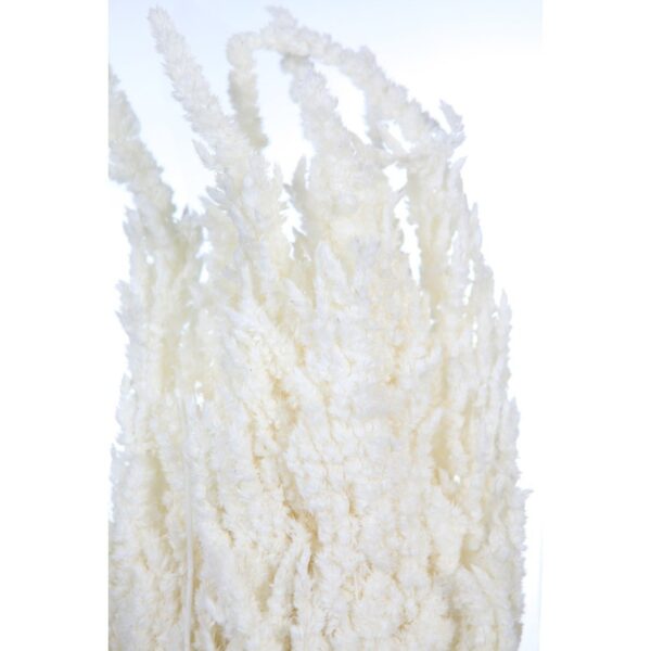 POMO DE AMARANTHUS PRESERVADO 40CM - Imagen 2