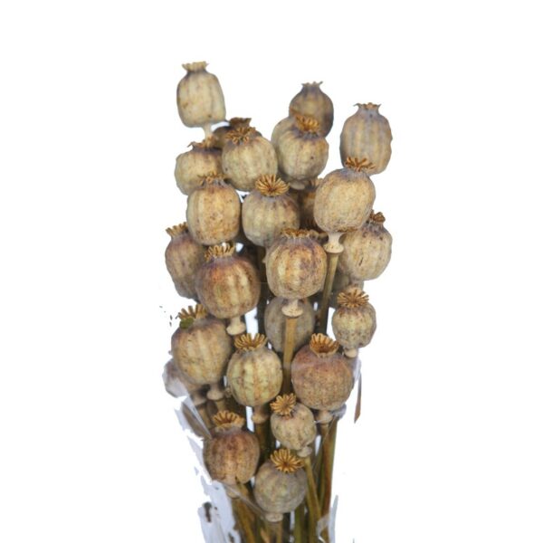 POMO AMAPOLA DORMIDERA 70CM - Imagen 2