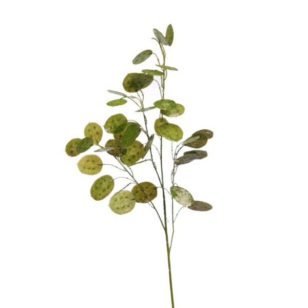 VARA DE HOJA DE DOLAR NEVADA - Imagen 1