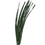 BURI LEAVES - Imagen 2