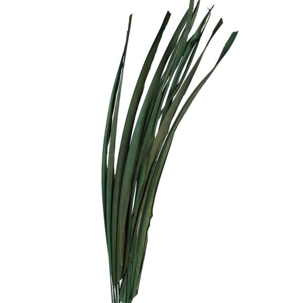 BURI LEAVES - Imagen 2