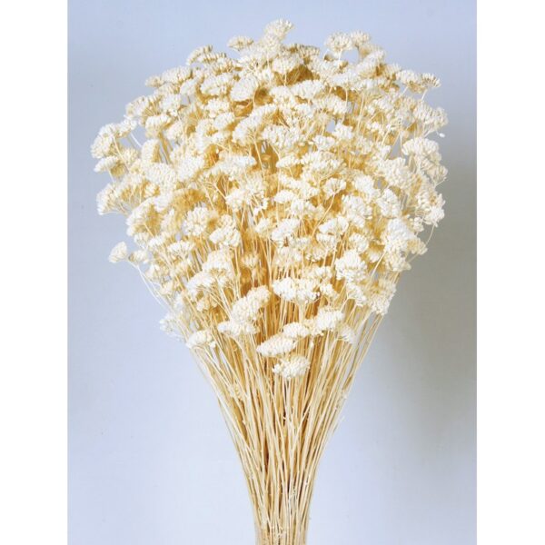 ACHILEA SILVESTRE - Imagen 1