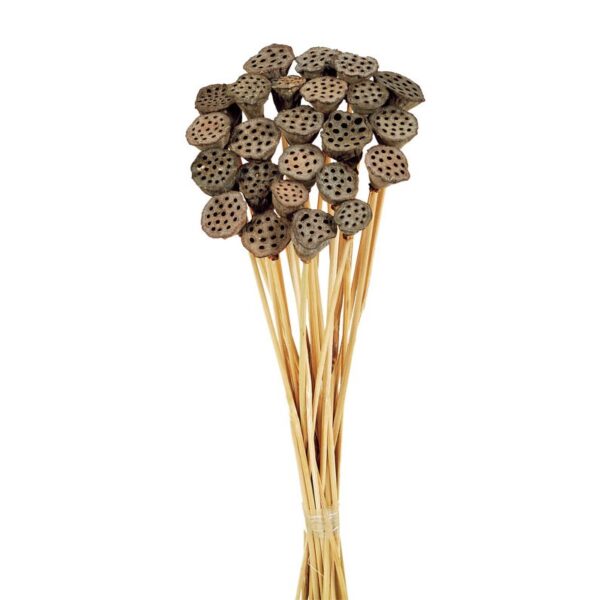 POMO LOTUS 40CM - Imagen 1