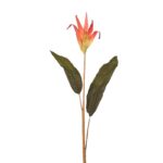 AVE DEL PARAISO VARA