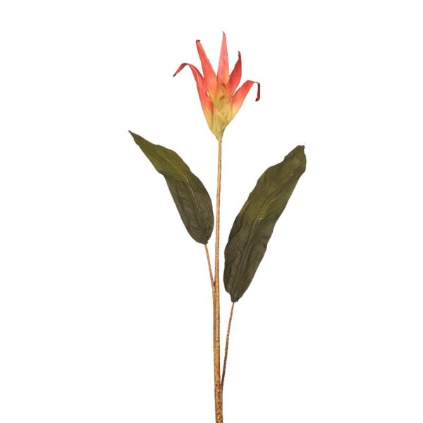 AVE DEL PARAISO VARA - Imagen 1