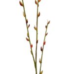 WILLOW, VARA X 3 - Imagen 2