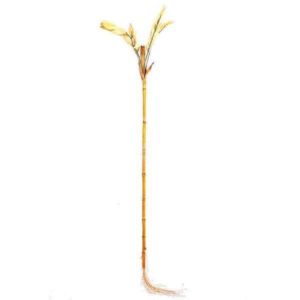 RAMA DE BAMBU COCONUT, 100 CM - Imagen 1