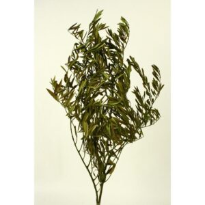 OLIVO PRESERVADO 80CM