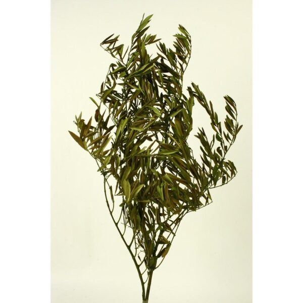 361.67_0 OLIVO PRESERVADO 80CM - Imagen 1