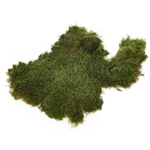 MUSGO PLANO PRESERVADO, CAJA 2,5KG - Imagen 1