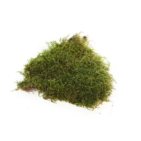 MUSGO PLANO PRESERVADO, CAJA 2,5KG - Imagen 2