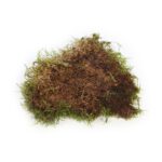 MUSGO PLANO PRESERVADO, CAJA 2,5KG - Imagen 3