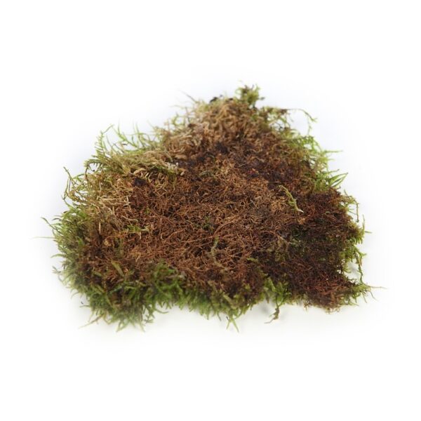 MUSGO PLANO PRESERVADO, CAJA 2,5KG - Imagen 3