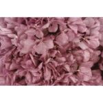 HORTENSIA PRESERVADA - Imagen 6