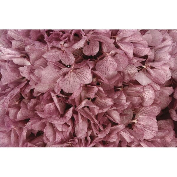 HORTENSIA PRESERVADA - Imagen 6