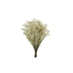 GYPSOPHILA PANICULATA PRESERVADA 100GR, ALT 60CM