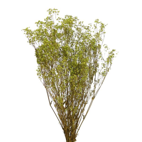 GYPSOPHILA PANICULATA PRESERVADA 100GR, ALT 60CM - Imagen 3