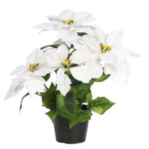 POINSETTIA X 5 CON MACETA 35CM
