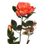 VARA ROSA WILD 65CM - Imagen 4