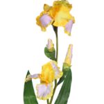 IRIS SPRAY X 2 VARA - Imagen 2