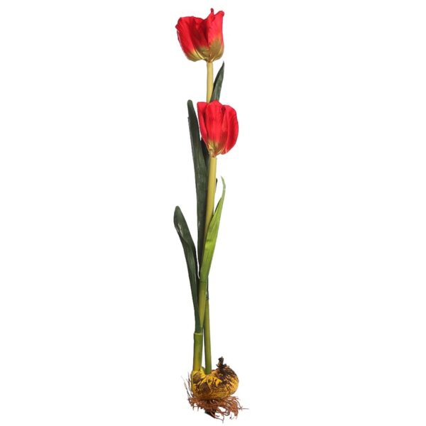 VARA TULIPAN 60CM - Imagen 2
