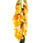 VARA GLOSINIA 125CM - Imagen 2