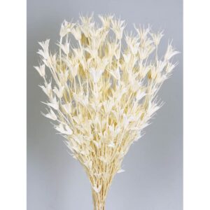 POMO NIGELLA ORIENTALIS 50CM