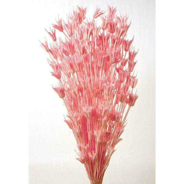 POMO NIGELLA ORIENTALIS 50CM - Imagen 2