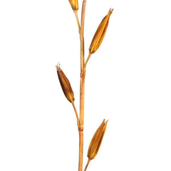 VARA LILY BUDS 100CM - Imagen 2