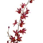 ORQUIDEA ARTIFICIAL DANZANTE 115CM - Imagen 6