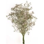 LIMONIUM PRESERVADO